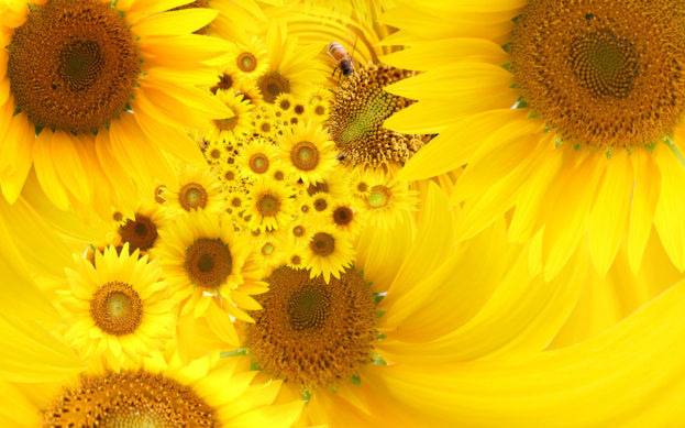 Yellow Sunflowers HD Wallpapers - صور ورد وزهور Rose Flower images